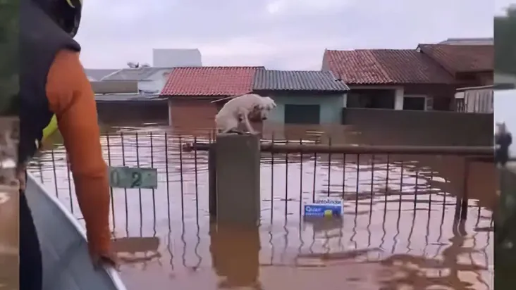 Sobre a situação dos animais após a tragédia do Rio Grande do Sul